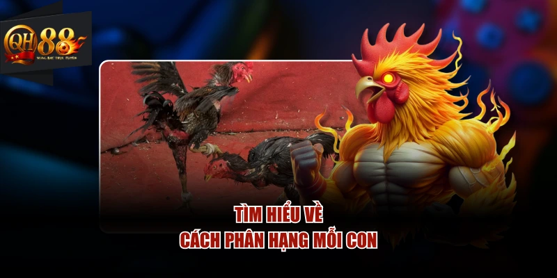 Tìm hiểu về cách phân hạng mỗi con